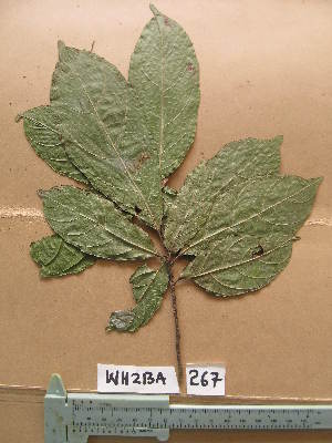  (Necepsia - WH213a_267)  @11 [ ] CreativeCommons - Attribution Non-Commercial Share-Alike (2013) Unspecified Herbarium de l'Université Libre de Bruxelles
