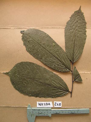  ( - WH213a_268)  @11 [ ] CreativeCommons - Attribution Non-Commercial Share-Alike (2013) Unspecified Herbarium de l'Université Libre de Bruxelles