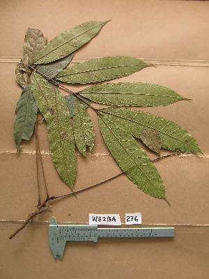  (Placodiscus oblongifolius - WH213a_276)  @11 [ ] CreativeCommons - Attribution Non-Commercial Share-Alike (2013) Unspecified Herbarium de l'Université Libre de Bruxelles