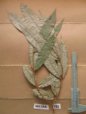  ( - WH213a_286)  @11 [ ] CreativeCommons - Attribution Non-Commercial Share-Alike (2013) Unspecified Herbarium de l'Université Libre de Bruxelles