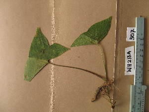  (Nephthytis - WH213a_307)  @11 [ ] CreativeCommons - Attribution Non-Commercial Share-Alike (2013) Unspecified Herbarium de l'Université Libre de Bruxelles