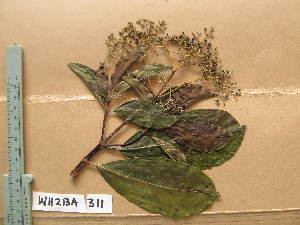  (Psychotria guineensis - WH213a_311)  @11 [ ] CreativeCommons - Attribution Non-Commercial Share-Alike (2013) Unspecified Herbarium de l'Université Libre de Bruxelles