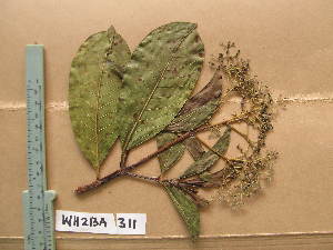  ( - WH213a_311)  @11 [ ] CreativeCommons - Attribution Non-Commercial Share-Alike (2013) Unspecified Herbarium de l'Université Libre de Bruxelles