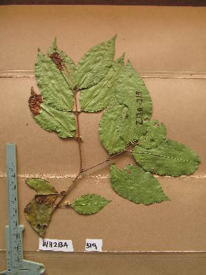  (Eugenia whytei - WH213a_319)  @11 [ ] CreativeCommons - Attribution Non-Commercial Share-Alike (2013) Unspecified Herbarium de l'Université Libre de Bruxelles