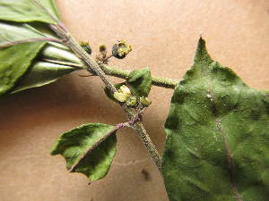  ( - WH213a_320)  @11 [ ] CreativeCommons - Attribution Non-Commercial Share-Alike (2013) Unspecified Herbarium de l'Université Libre de Bruxelles