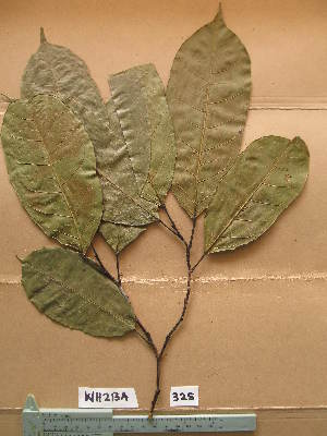  (Haplormosia monophylla - WH213a_325)  @11 [ ] CreativeCommons - Attribution Non-Commercial Share-Alike (2013) Unspecified Herbarium de l'Université Libre de Bruxelles