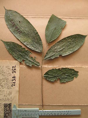  (Maranthes chrysophylla - WH213a_352)  @11 [ ] CreativeCommons - Attribution Non-Commercial Share-Alike (2013) Unspecified Herbarium de l'Université Libre de Bruxelles