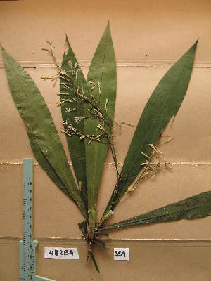  (Dracaena cerasifera - WH213a_359)  @11 [ ] CreativeCommons - Attribution Non-Commercial Share-Alike (2013) Unspecified Herbarium de l'Université Libre de Bruxelles