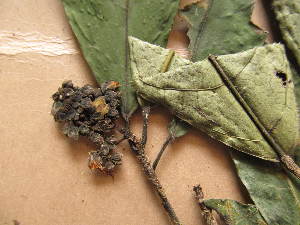  (Rinorea oblongifolia - WH213a_389)  @11 [ ] CreativeCommons - Attribution Non-Commercial Share-Alike (2013) Unspecified Herbarium de l'Université Libre de Bruxelles
