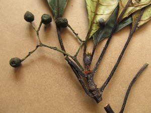  (Psychotria calceata - WH213a_406)  @11 [ ] CreativeCommons - Attribution Non-Commercial Share-Alike (2013) Unspecified Herbarium de l'Université Libre de Bruxelles