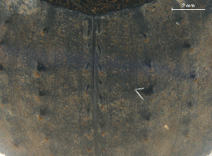  (Aulacopris - UNEIECOL00202)  @11 [ ] by-nc-sa  Unspecified UNE