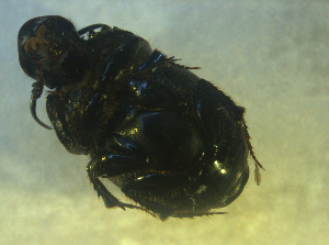  ( - UNEIECOL00048)  @11 [ ] CreativeCommons - Attribution Non-Commercial Share-Alike  Unspecified Unspecified