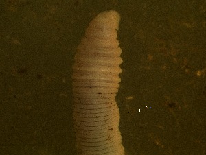  (Acanthodrilus - NC23-1525-1A1)  @11 [ ] Unspecified (default): All Rights Reserved (2025) Shweta Yadav Dr Harisingh Gour Vishwavidylaya (A Central University), Sagar MP,India