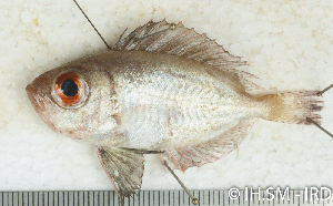  (Priacanthidae_gen sp_2HJ - S0015_012)  @11 [ ] CreativeCommons - Attribution Non-Commercial Share-Alike (2017) Henitsoa Jaonalison IH.SM, Toliara, Madagascar