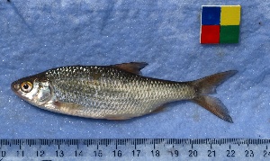  (Rutilus rutilus - IFCZE0212)  @14 [ ] Unspecified (default): All Rights Reserved  Unspecified Unspecified