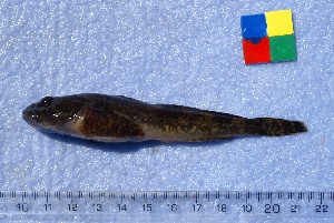  (Cottus gobio - IFCZE0545)  @13 [ ] Unspecified (default): All Rights Reserved  Unspecified Unspecified