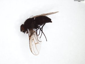  (Spilogona sp - COL_1016_1)  @13 [ ] CreativeCommons - Attribution Non-Commercial Share-Alike (2015) Unspecified Tromso University Museum