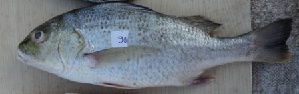  ( - CHA20A)  @11 [ ] Copyright (2016) PHCDBS PAUL HEBERT CENTRE FOR DNA BARCODING AND BIODIVERSITY STUDIES