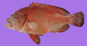  ( - G100)  @11 [ ] Copyright (2016) PHCDBS PAUL HEBERT CENTRE FOR DNA BARCODING AND BIODIVERSITY STUDIE