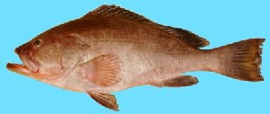  (Epinephelus undulosus - G57)  @11 [ ] Copyright (2016) PHCDBS DEPT.MLR,ANDHRA UNIVERSITY