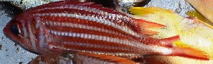  ( - MSWCF326)  @11 [ ] Copyright (2016) PHCDBS PAUL HEBERT CENTRE FOR DNA BARCODING AND BIODIVERSITY STUDIE