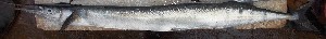  ( - RMF131)  @11 [ ] Copyright (2015) Dr.G.D. Khedkar PAUL HEBERT CENTRE FOR DNA BARCODING AND BIODIVERSITY STUDIES