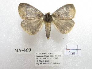  ( - MA469)  @11 [ ] Copyright (2036) Florida Museum of Natural History Florida Museum of Natural History