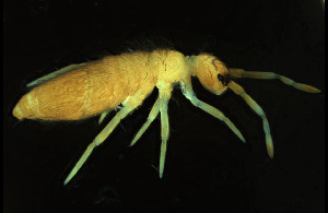  (Entomobrya comparata L2 - I16R_A2_FO)  @14 [ ] Unspecified (default): All Rights Reserved  Unspecified Unspecified