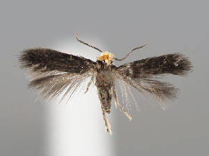  ( - BGE_MZH_LEP_0022)  @11 [ ] CreativeCommons  Attribution Non-Commercial Share-Alike (2024) Leo Vahatalo Universityof Helsinki