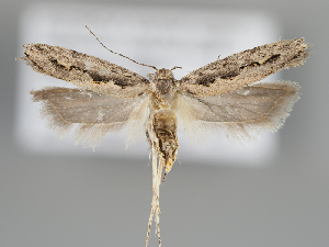  ( - BGE_MZH_LEP_0471)  @11 [ ] CreativeCommons  Attribution Non-Commercial Share-Alike (2024) Leo Vahatalo Universityof Helsinki