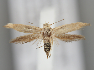  ( - BGE_MZH_LEP_0576)  @11 [ ] CreativeCommons  Attribution Non-Commercial Share-Alike (2024) Leo Vahatalo Universityof Helsinki