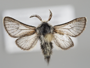  (Stygioides - BGE_MZH_LEP_0590)  @11 [ ] CreativeCommons  Attribution Non-Commercial Share-Alike (2024) Leo Vahatalo Universityof Helsinki