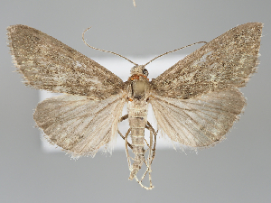  ( - BGE_MZH_LEP_0643)  @11 [ ] CreativeCommons  Attribution Non-Commercial Share-Alike (2024) Leo Vahatalo Universityof Helsinki