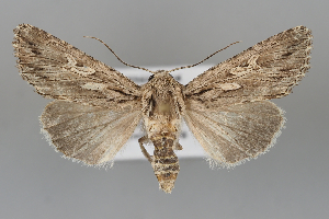  ( - BGE_MZH_LEP_1056)  @11 [ ] CreativeCommons  Attribution Non-Commercial Share-Alike (2024) Leo Vahatalo University of Helsinki