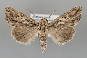  (Rhiza gnorima - BGE_MZH_LEP_1057)  @11 [ ] CreativeCommons  Attribution Non-Commercial Share-Alike (2024) Leo Vahatalo University of Helsinki