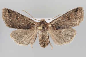  ( - BGE_MZH_LEP_1232)  @11 [ ] CreativeCommons  Attribution Non-Commercial Share-Alike (2024) Leo Vahatalo University of Helsinki