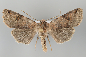  ( - BGE_MZH_LEP_1233)  @11 [ ] CreativeCommons  Attribution Non-Commercial Share-Alike (2024) Leo Vahatalo University of Helsinki