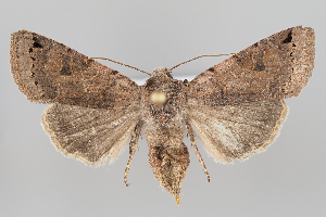  ( - BGE_MZH_LEP_1234)  @11 [ ] CreativeCommons  Attribution Non-Commercial Share-Alike (2024) Leo Vahatalo University of Helsinki