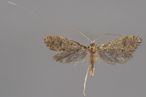  ( - BGE_MZH_LEP_1340)  @11 [ ] CreativeCommons - Attribution Non-Commercial Share-Alike (2025) Leo Vahatalo University of Helsinki