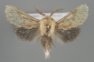  (Dyspessa stroehlei - BGE_MZH_LEP_1529)  @11 [ ] CreativeCommons - Attribution Non-Commercial Share-Alike (2025) Leo Vahatalo University of Helsinki