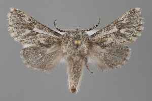  (Dyspessa aurora - BGE_MZH_LEP_1530)  @11 [ ] CreativeCommons - Attribution Non-Commercial Share-Alike (2025) Leo Vahatalo University of Helsinki