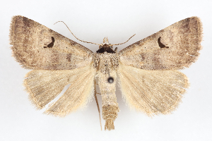  (Lygephila pallida - BGE_MZH_LEP_1704)  @11 [ ] CreativeCommons - Attribution Non-Commercial Share-Alike (2024) Lukasz Matuszewski Unspecified