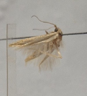  (Coleophora spartana - BGE_MZH_LEP_1714)  @11 [ ] CreativeCommons - Attribution Non-Commercial Share-Alike (2025) Jukka Tabell Unspecified
