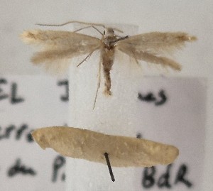  (Coleophora picardella - BGE_MZH_LEP_1739)  @11 [ ] CreativeCommons - Attribution Non-Commercial Share-Alike (2025) Jukka Tabell Unspecified