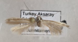  (Coleophora confusa - BGE_MZH_LEP_1747)  @11 [ ] CreativeCommons - Attribution Non-Commercial Share-Alike (2025) Jukka Tabell Unspecified