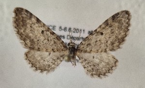  ( - BGE_MZH_LEP_1752)  @11 [ ] CreativeCommons - Attribution Non-Commercial Share-Alike (2025) Jukka Tabell Unspecified