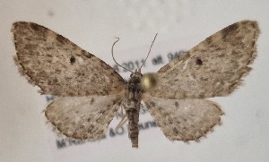  ( - BGE_MZH_LEP_1755)  @11 [ ] CreativeCommons - Attribution Non-Commercial Share-Alike (2025) Jukka Tabell Unspecified