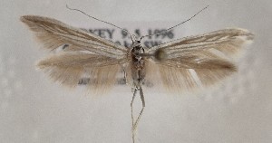  (Coleophora tauricella - BGE_MZH_LEP_1782)  @11 [ ] CreativeCommons - Attribution Non-Commercial Share-Alike (2025) Jukka Tabell Unspecified