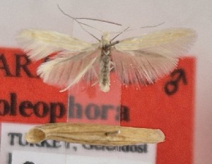  (Coleophora cirsiella - BGE_MZH_LEP_1819)  @11 [ ] CreativeCommons - Attribution Non-Commercial Share-Alike (2025) Jukka Tabell Unspecified