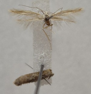  (Coleophora absinthivora - BGE_MZH_LEP_1843)  @11 [ ] CreativeCommons - Attribution Non-Commercial Share-Alike (2025) Jukka Tabell Unspecified
